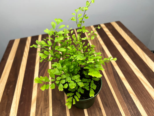 Maidenhair fern