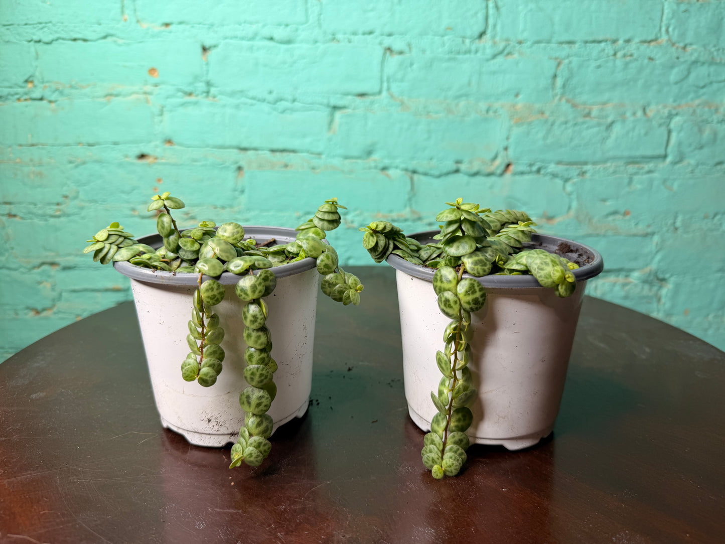 String of turtles 4” (Peperomia)