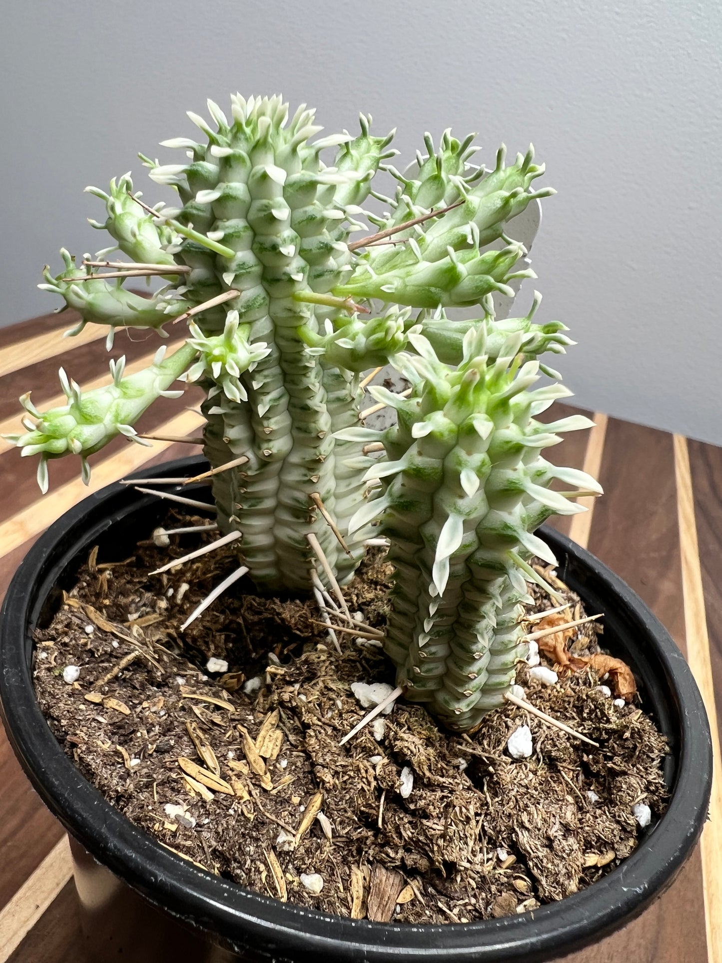 Euphorbia Mammilaria Varigated 4”