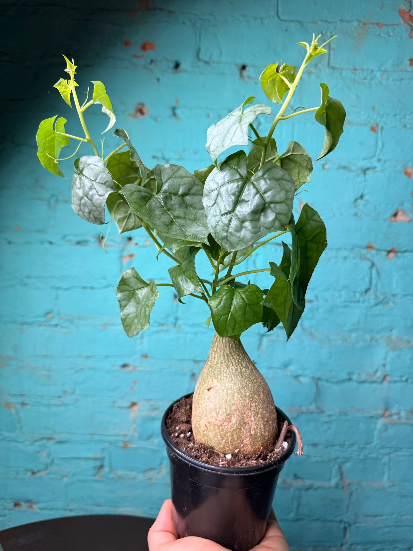 Gerrardanthus ‘Big Foot’ 4”