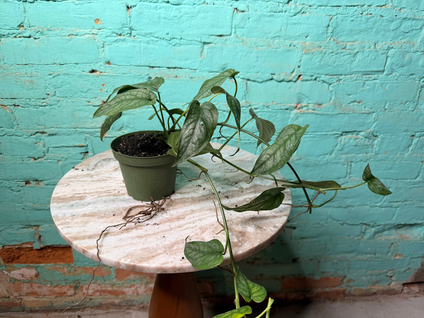 Monstera Siltepecana 4”