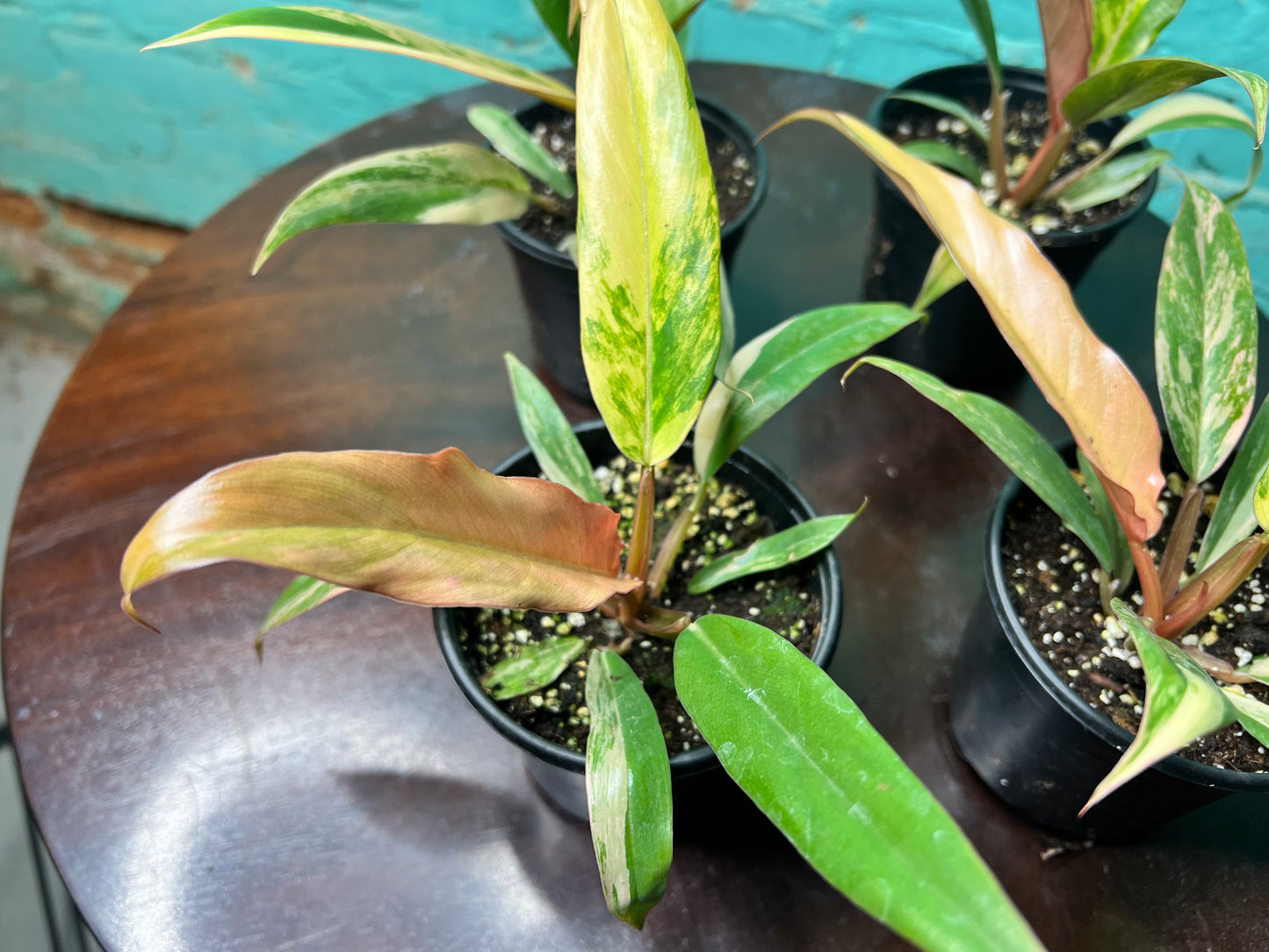 Philodendron Carmel Marble 4”