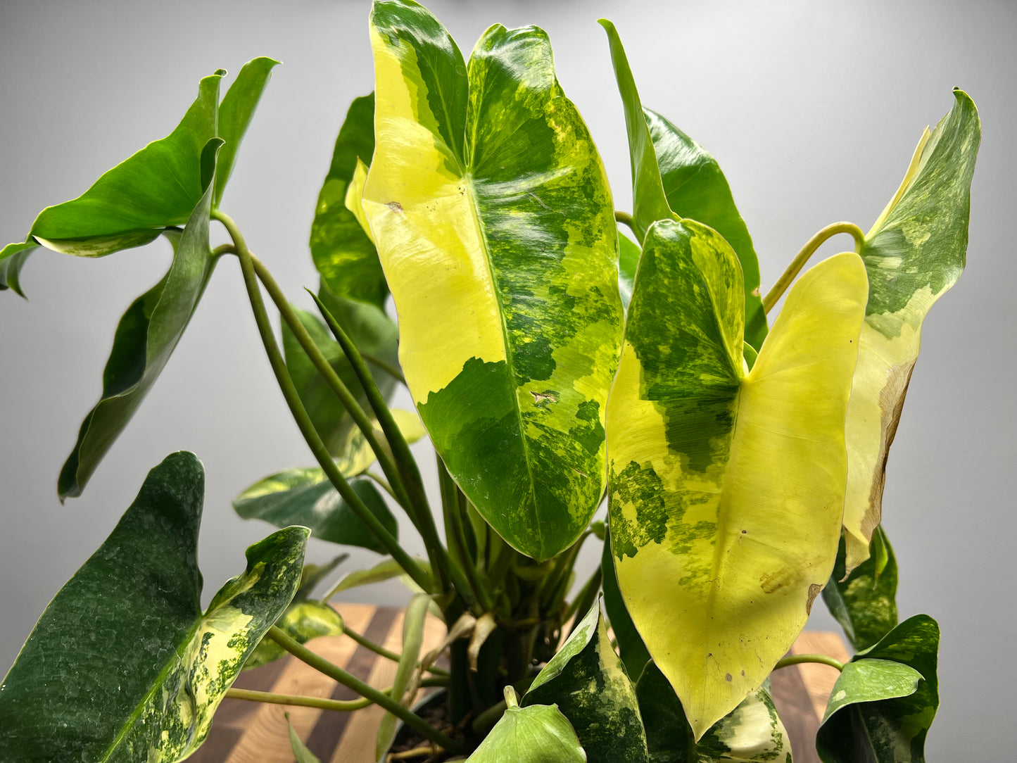 Variegated Burle Marx philodendron full 6”