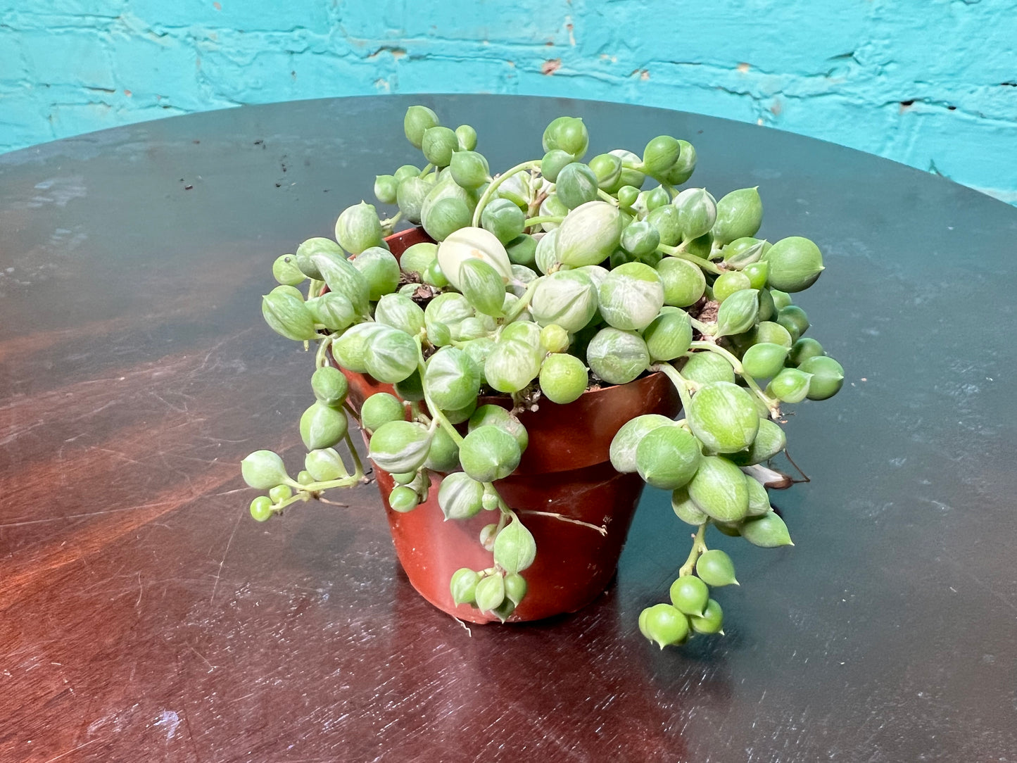 Variegated String of Pearls 3”