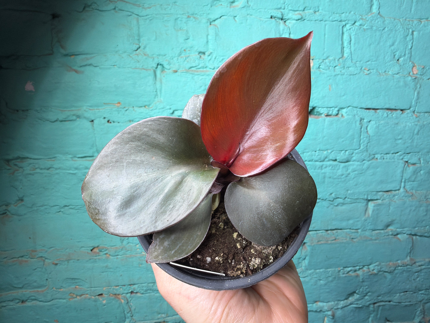 Philodendron “Red Heart” 4”