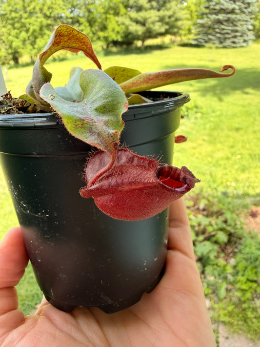 Nepenthes Pitcher Plant “Black Miracle “4”