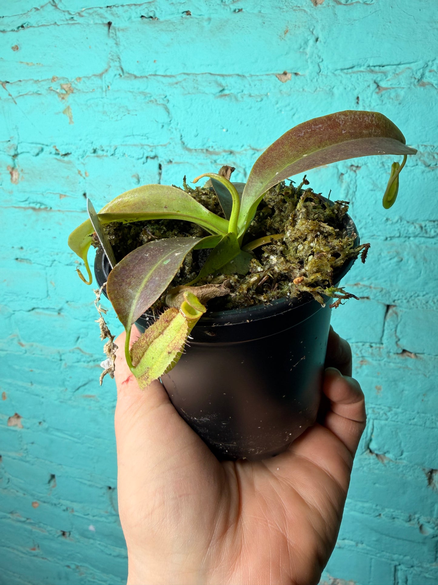Nepenthes Pitcher Plant “Miranda” 4”