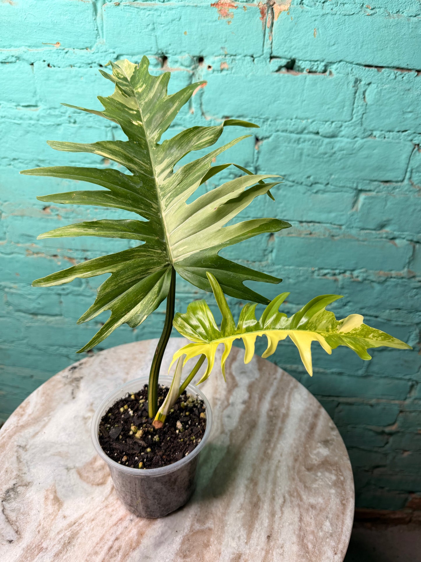 Philodendron Florida Beauty x Tortum  Variegated 4”