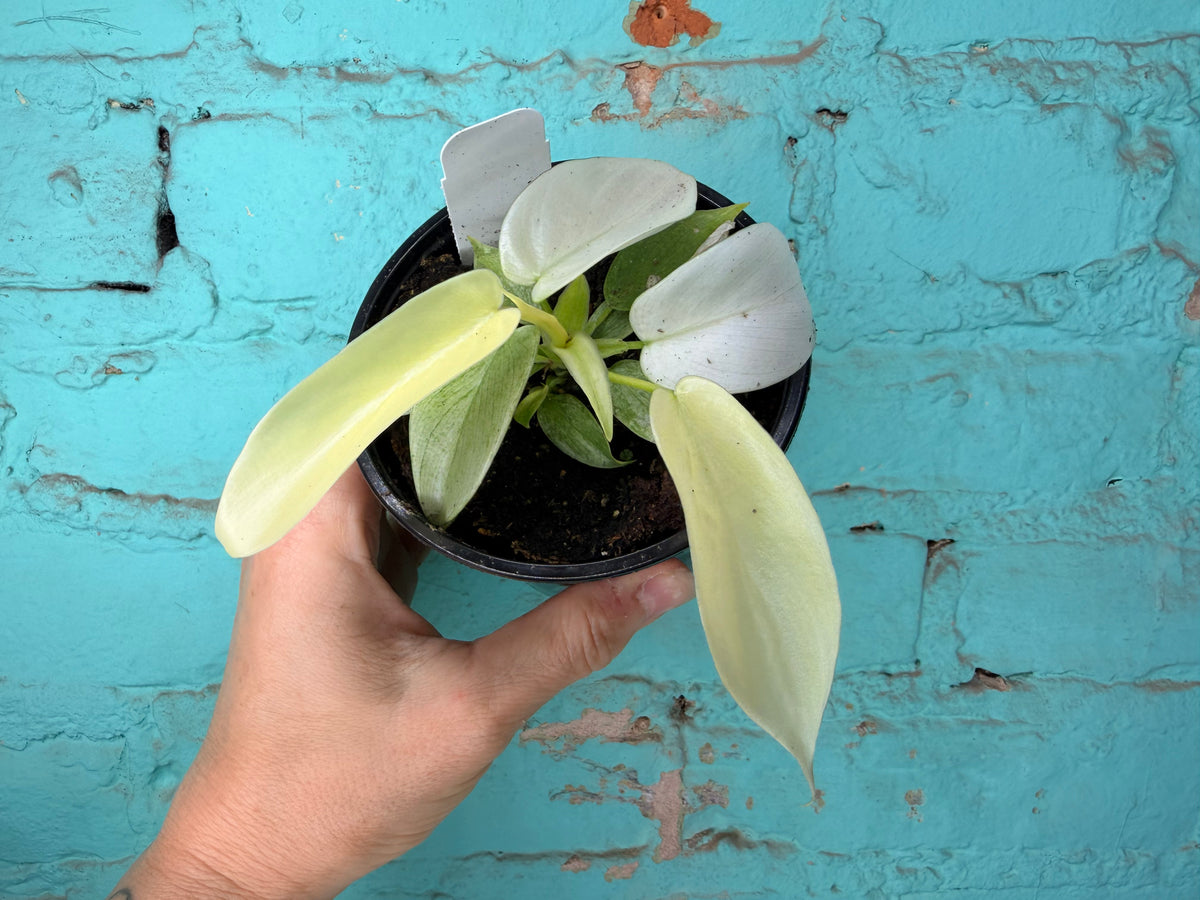 Philodendron Florida Ghost 4”