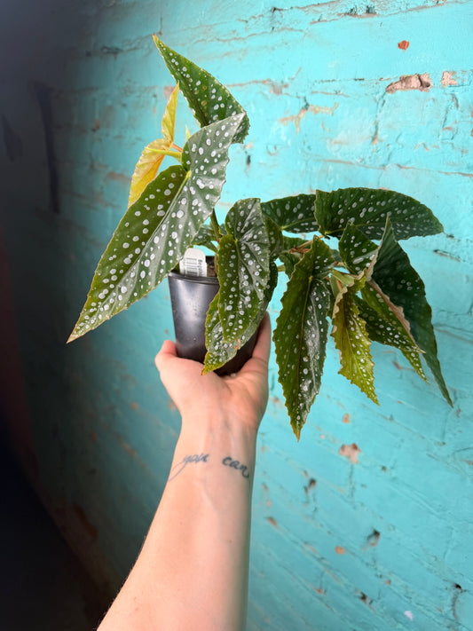 Begonia Maculata- Silver Polka Dot 4”