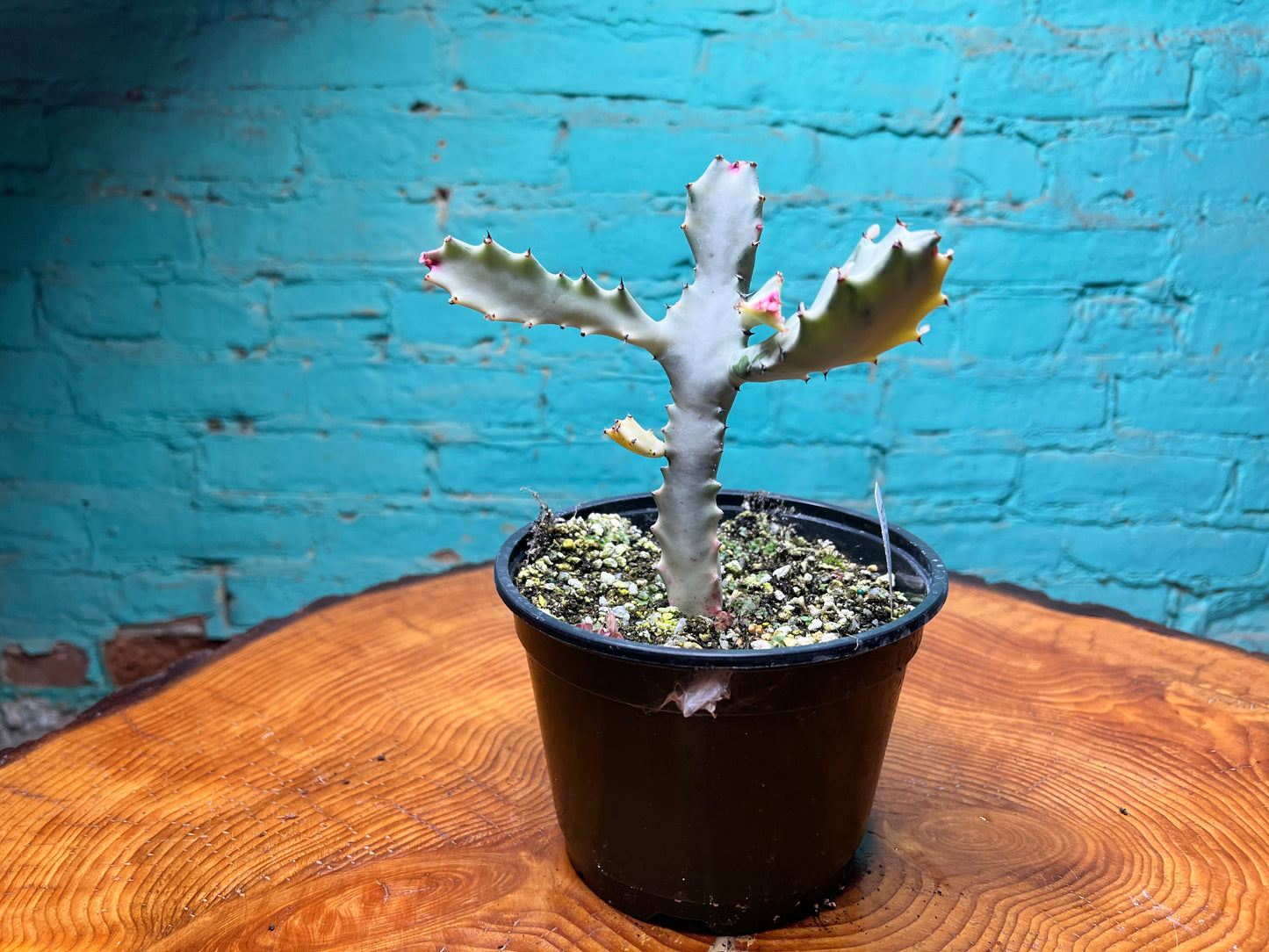 Euphorbia Trigonia Variegated 6”