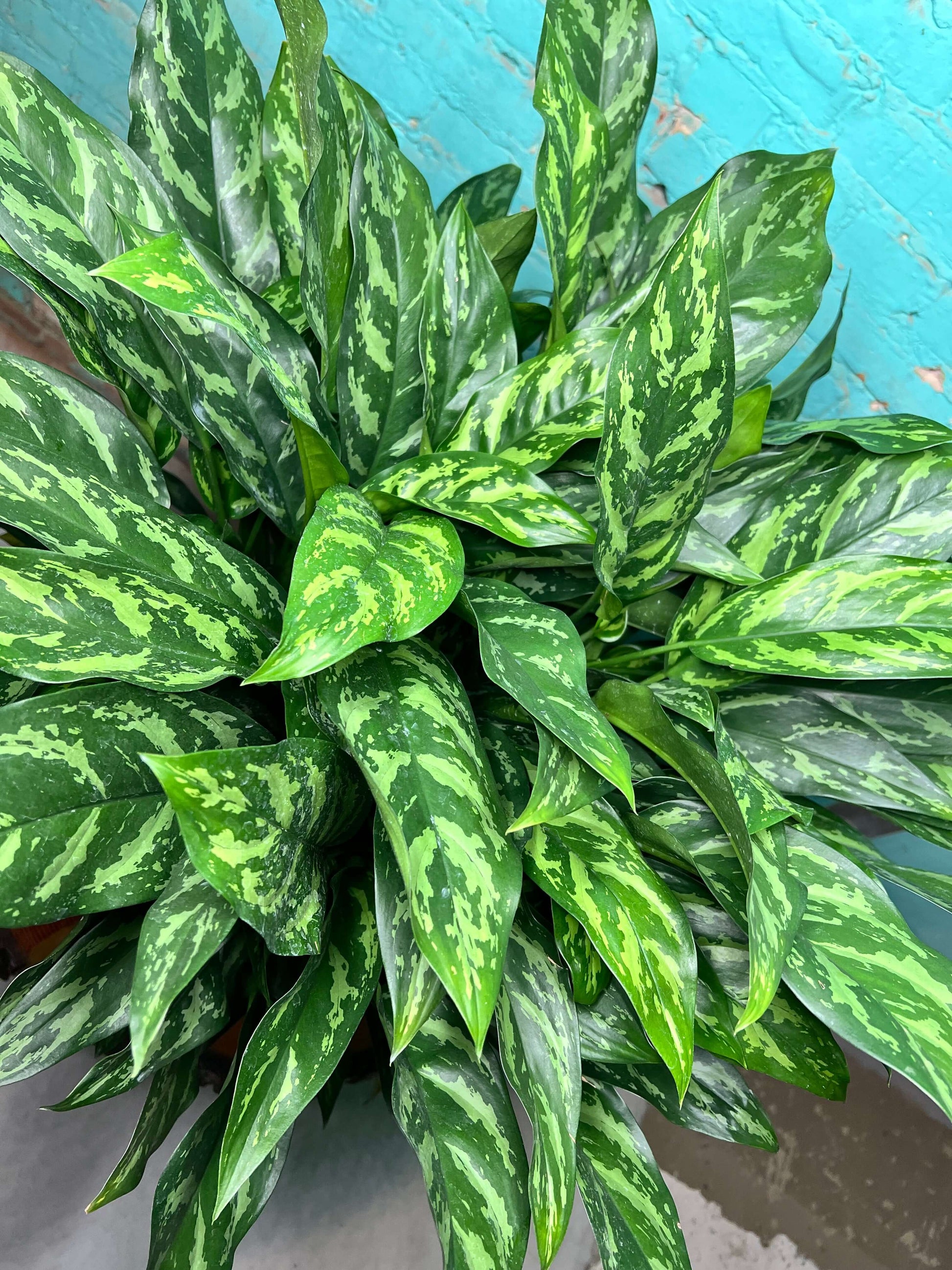 Aglaonema Tigress 10” houseplant with striking green and silver foliage in a decorative pot.