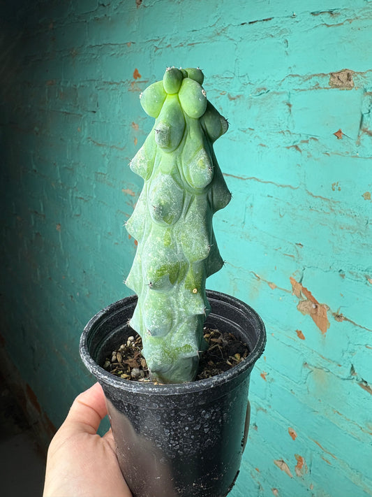 Boobie Cactus 4”
