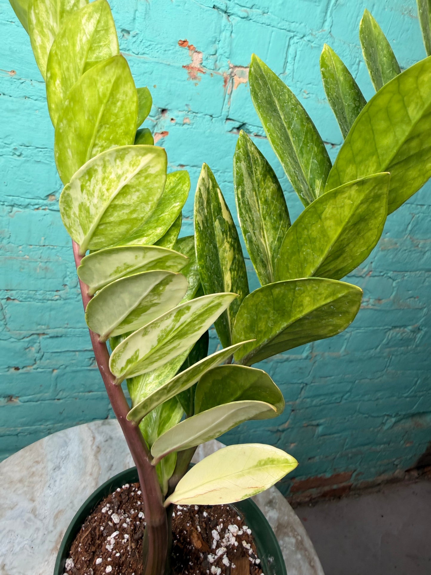ZZ Plant Albo Variegated