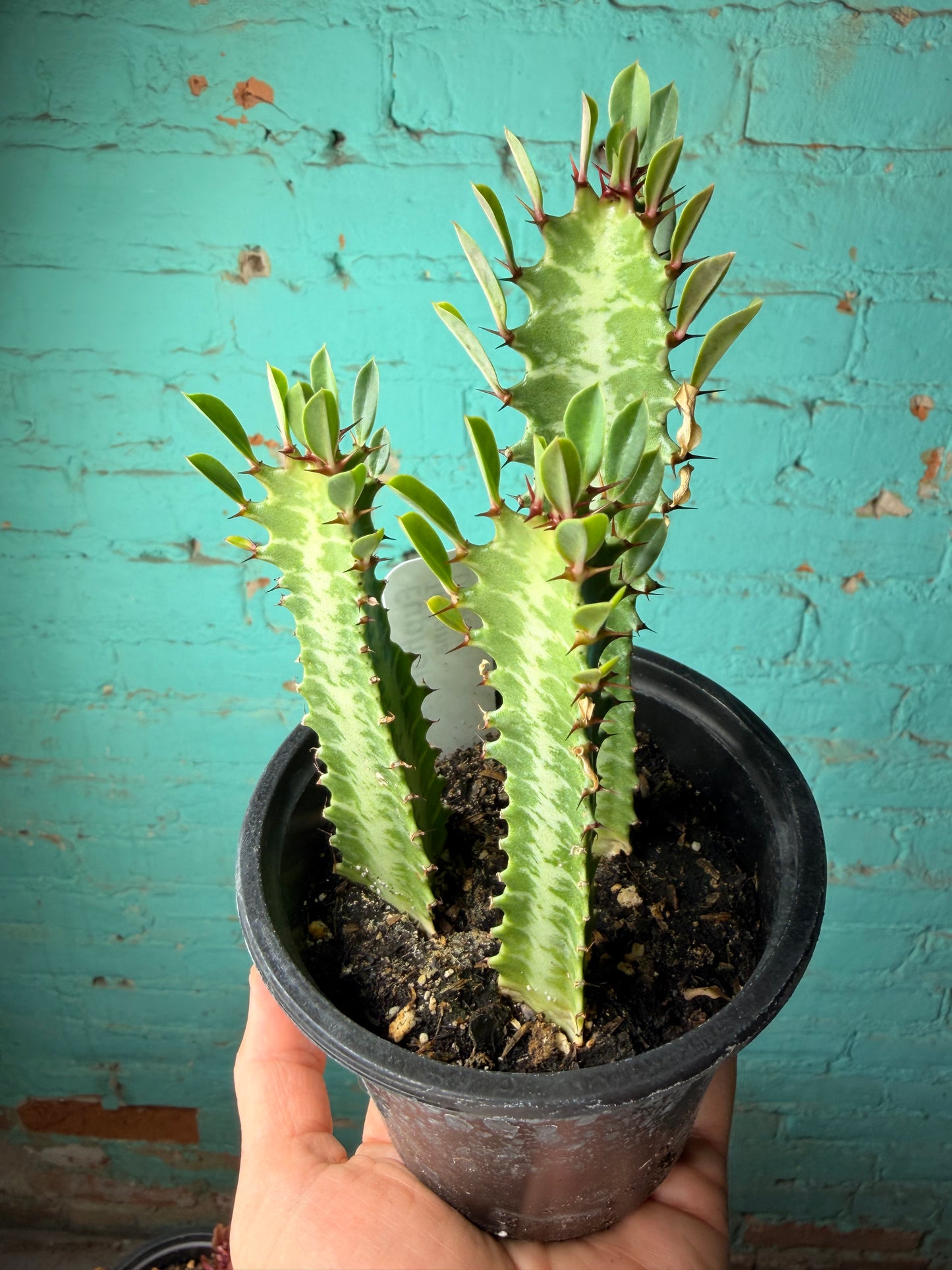 Euphorbia Trigonia green 4”