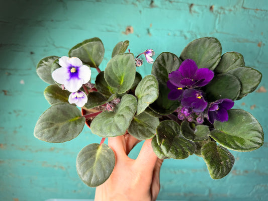 African Violet 4”