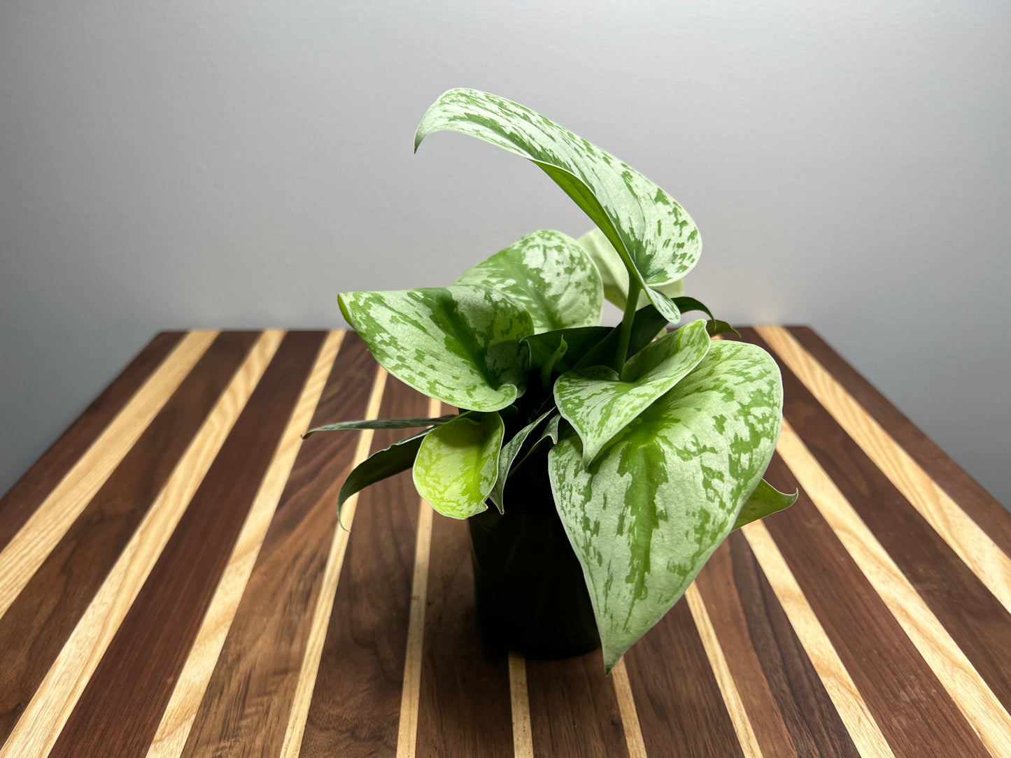 Scindapsus Pictus (Satin Pothos)