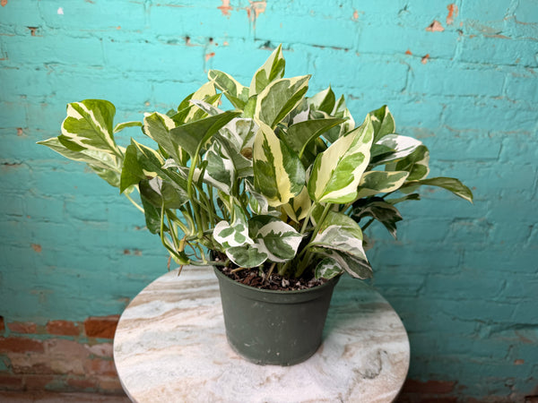 Pothos Pearls & Jade 6”