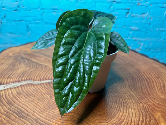 Anthurium Radican X Luxurian 4”