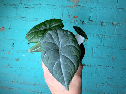 Alocasia Maharan 4” ‘Grey Dragon’