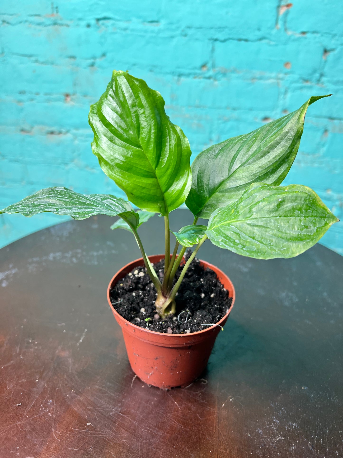 Tacca Chantrieri (Bat Plant) 4”
