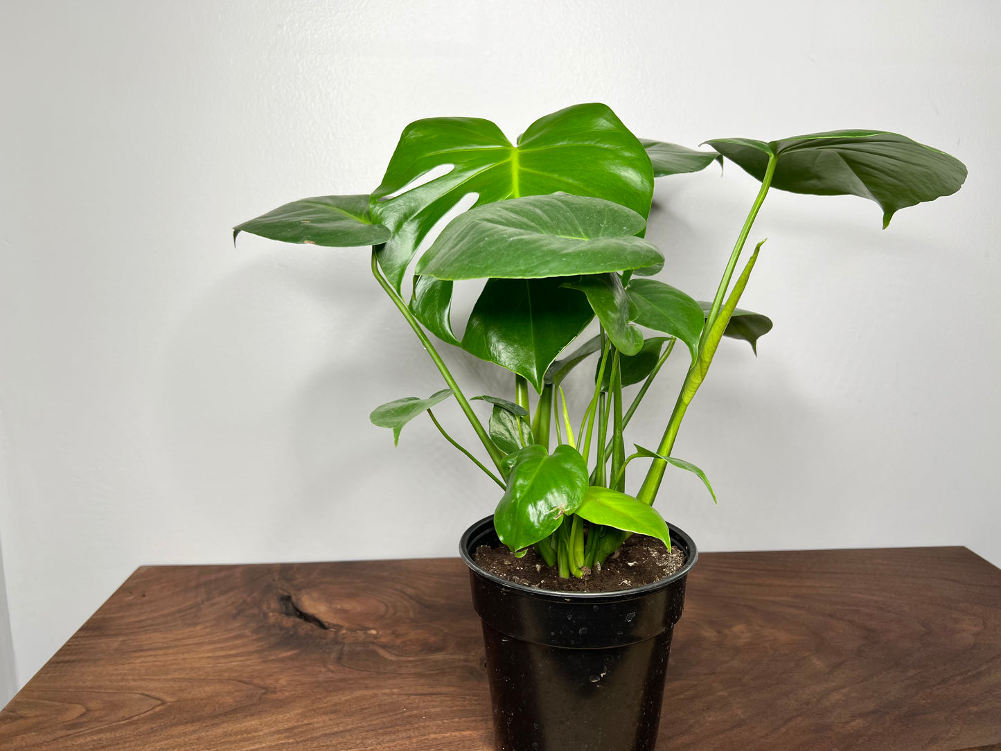 Monstera (6inch)