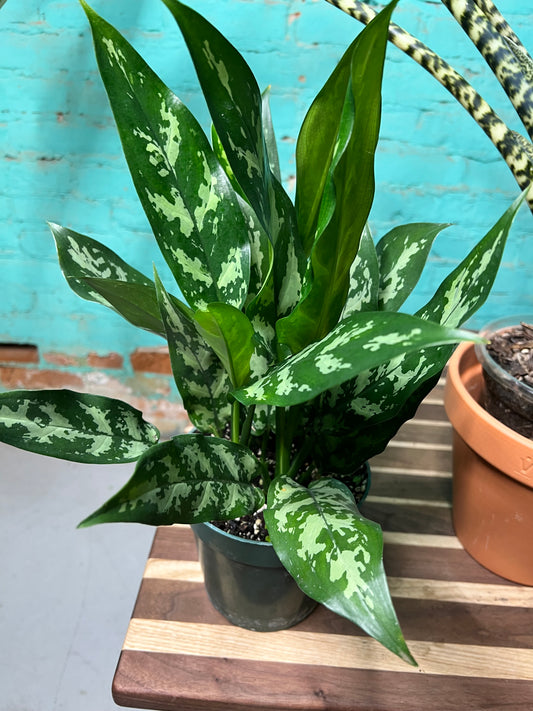 Aglaonema Maria 6”