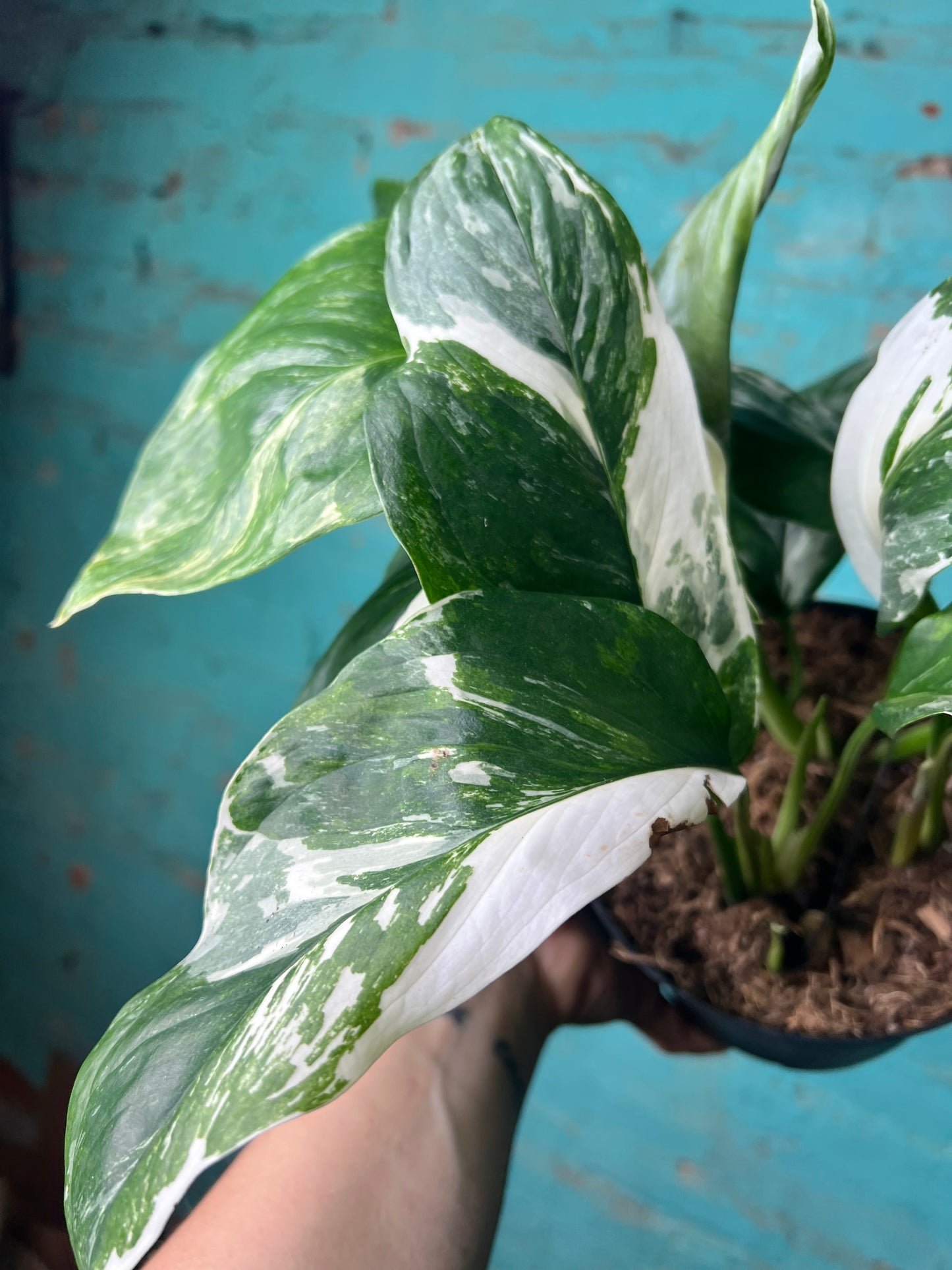 Monstera Lecherlana Variegated 6”