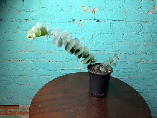 Eucalyptus Silver Dollar 4”