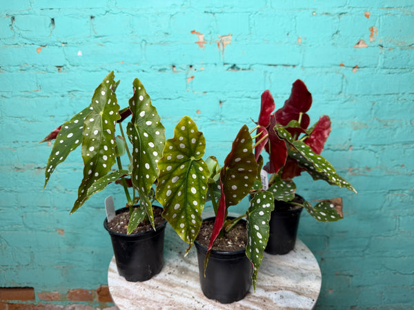 Begonia Maculata- ‘Polka Dot’ 4”