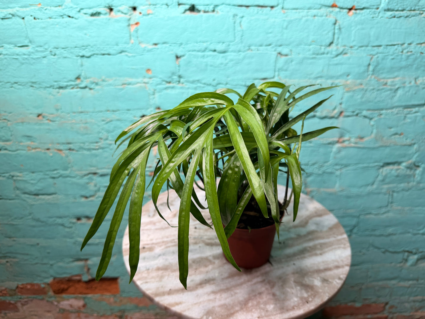 Amydrium Zippelianum 4”
