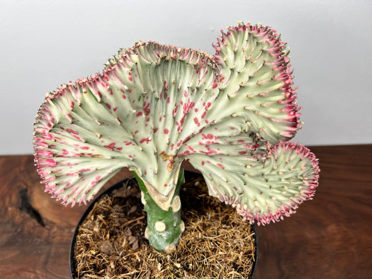 Mermaid Tail- Euphorbia Lactea