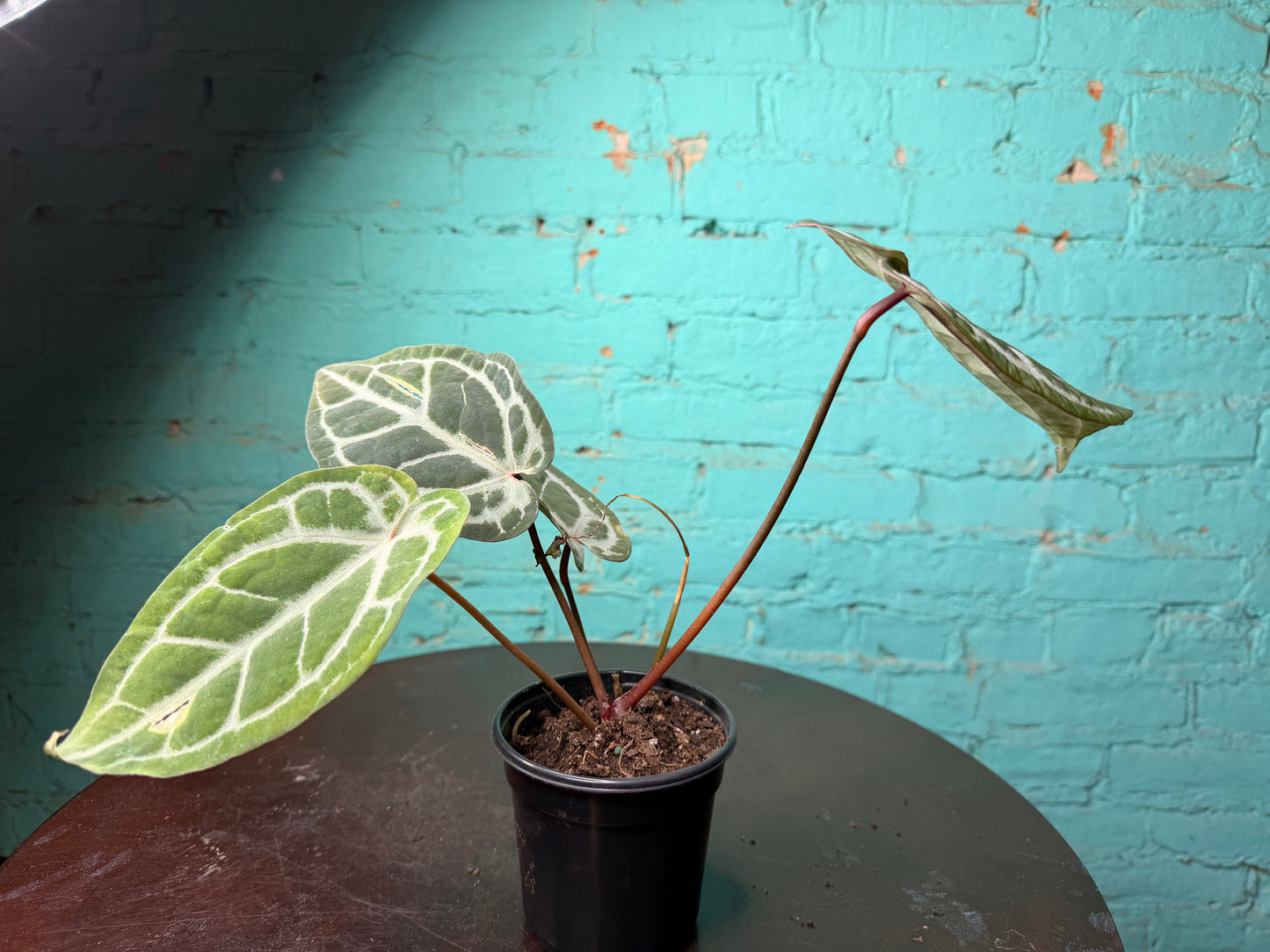 Anthurium Michelle x RVDF 4”