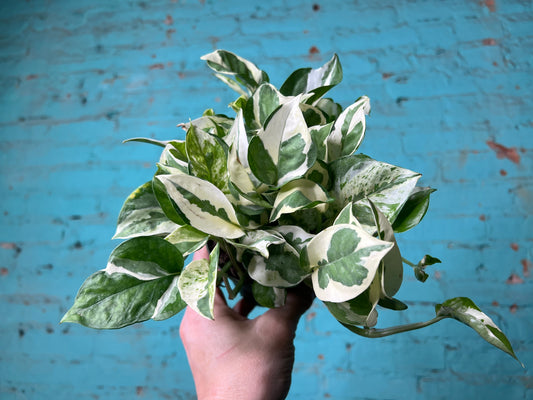 Pothos Pearls & Jade 4”