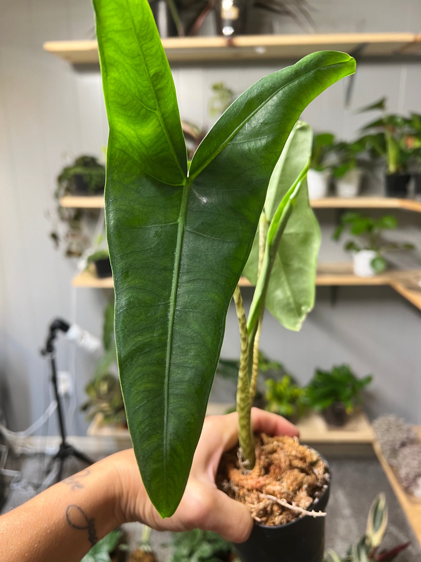 Alocasia-(Zebrina) Tigrina Superba