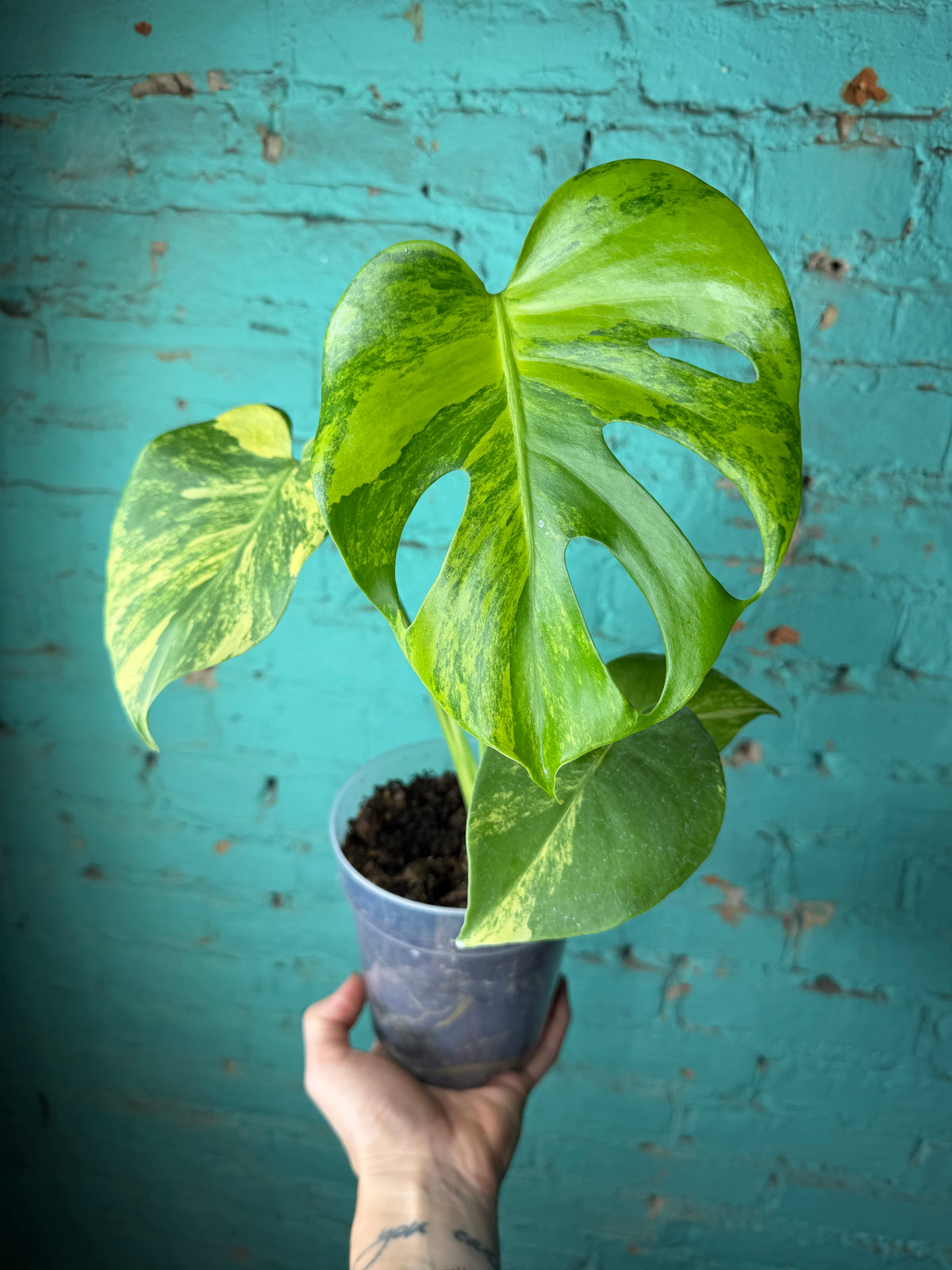 Monstera Deliciosa Yellow Marilyn 4” (repotted in clear 6”)