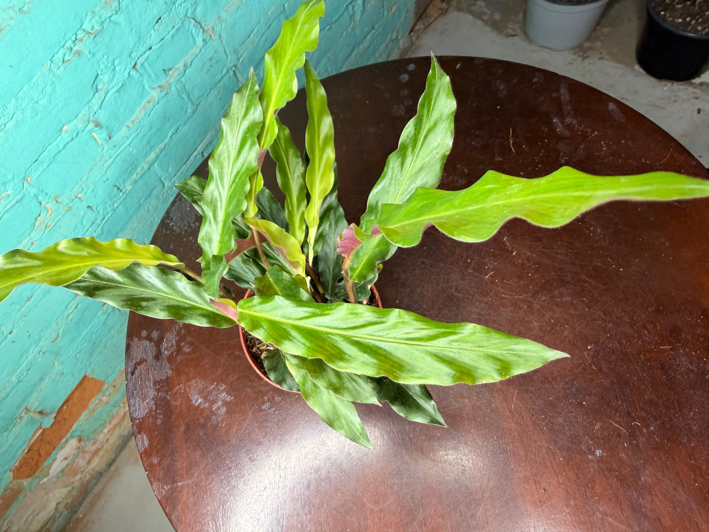 Calathea Furry Feather 4”