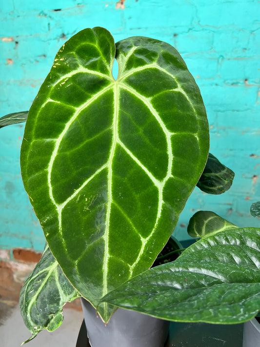 Anthurium Crystallinum 6”