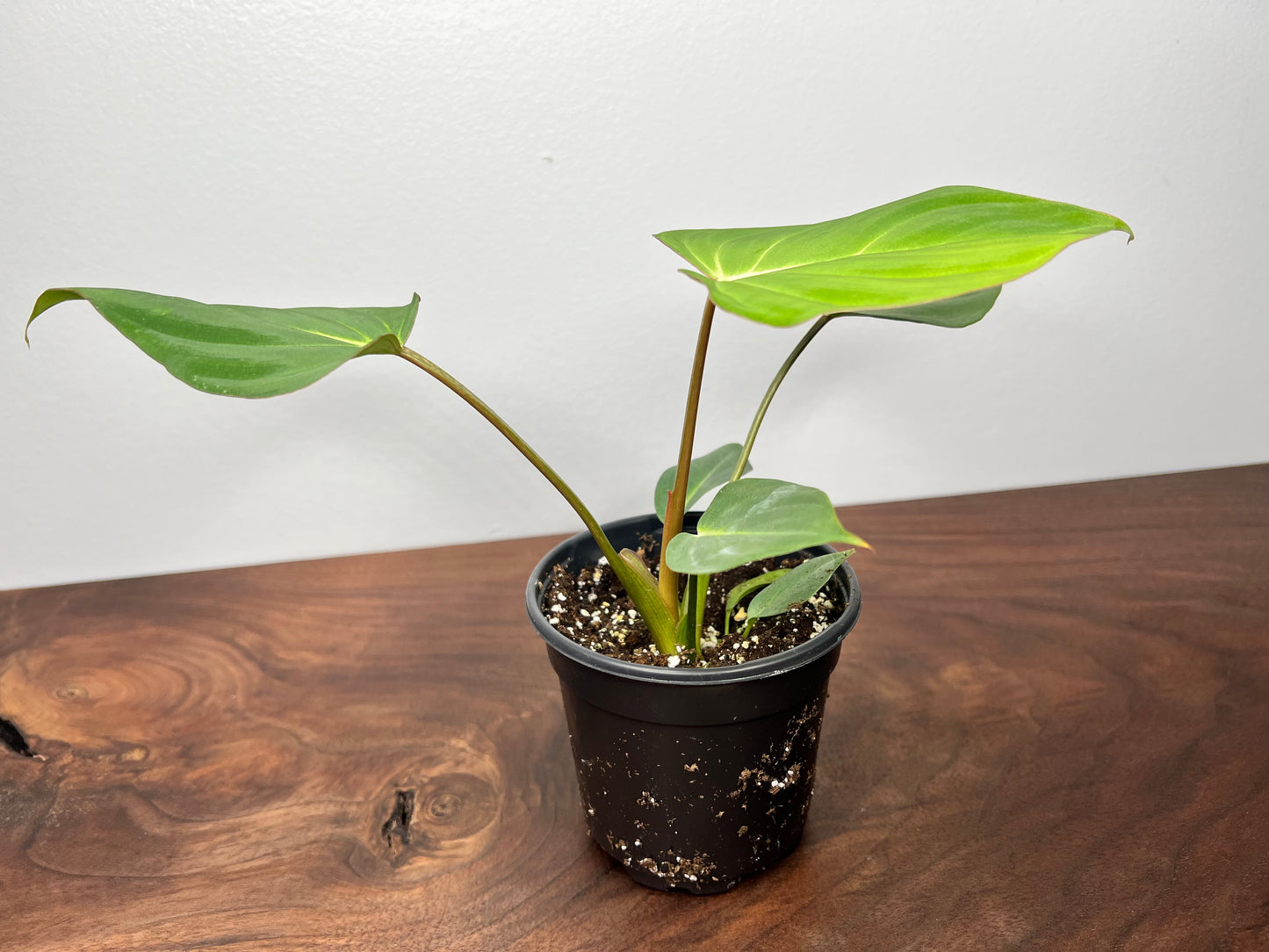 Philodendron Gloriosum