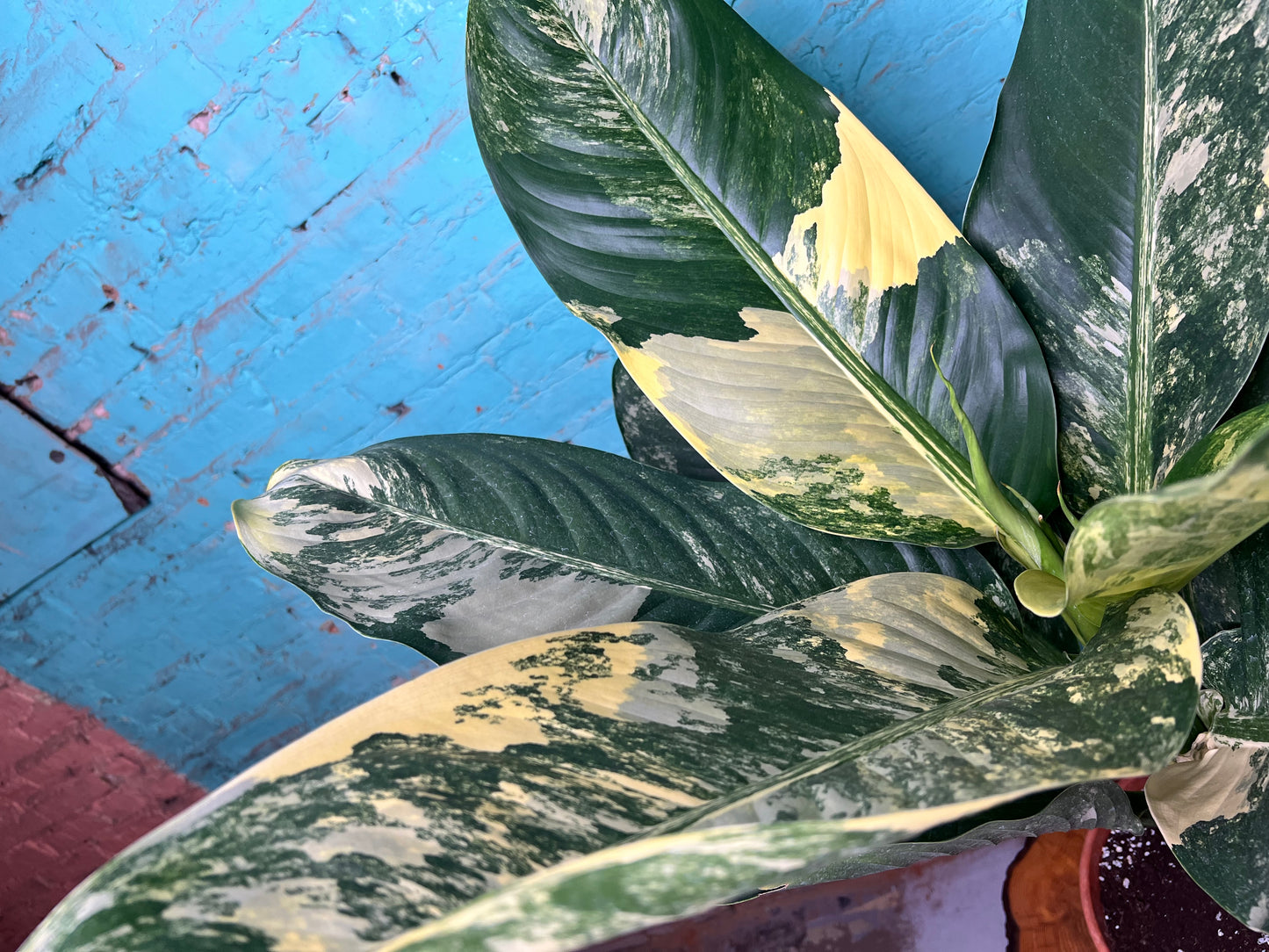 Dieffenbachia 'Big Ben' Variegated