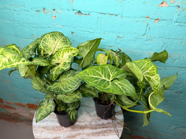 Syngonium ‘Batik’