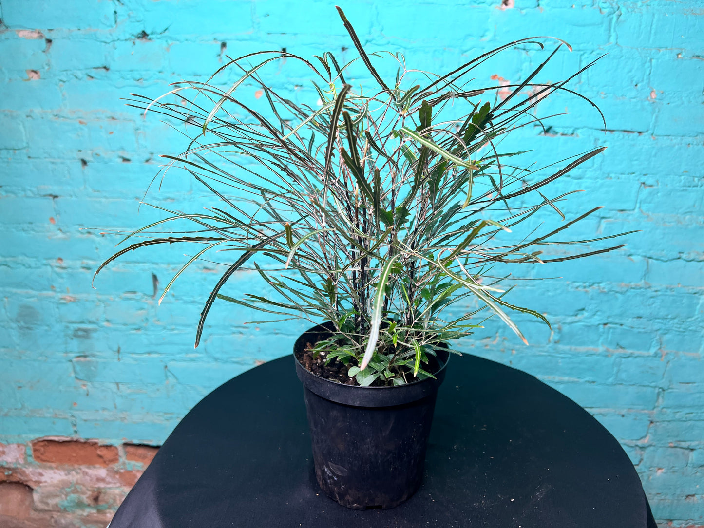 Aralia Elegantissima 6”