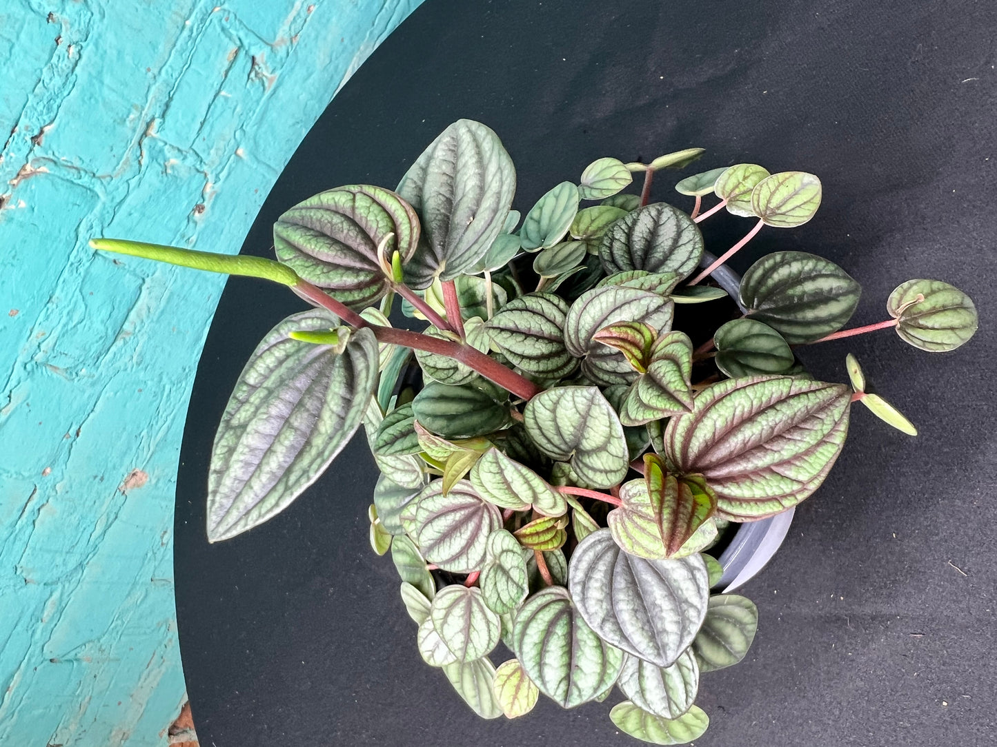 Peperomia Piccolo Banda 4”