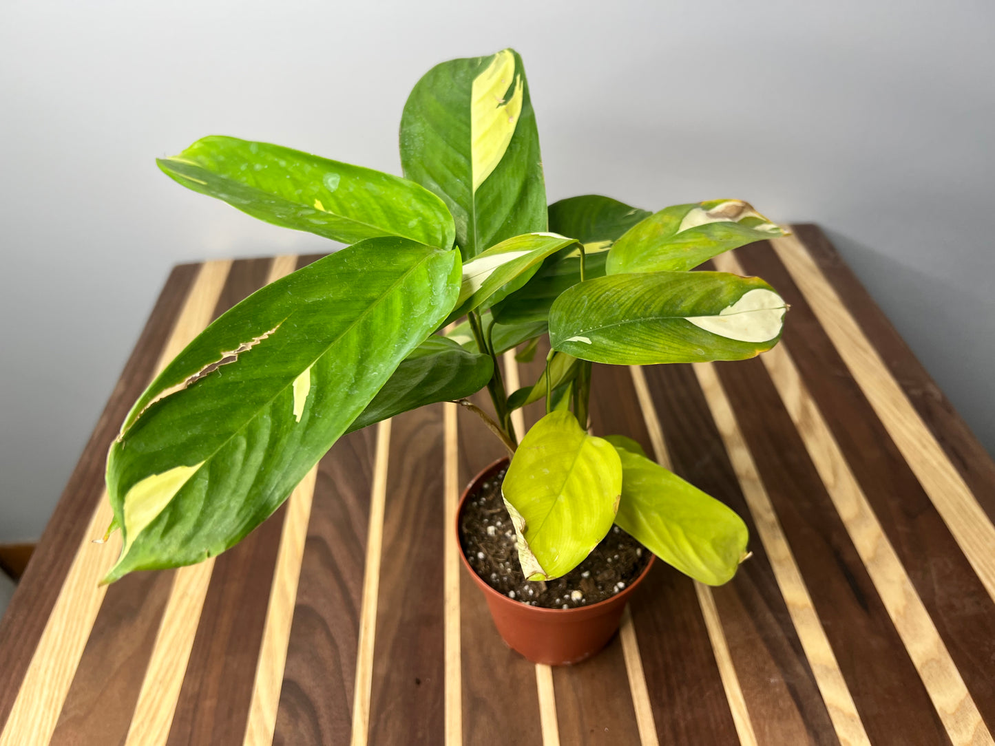 Ctenanthe Oppenheimiana- Never Never Plant