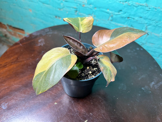 Philodendron Black Cardinal  Copper Variegated 4”
