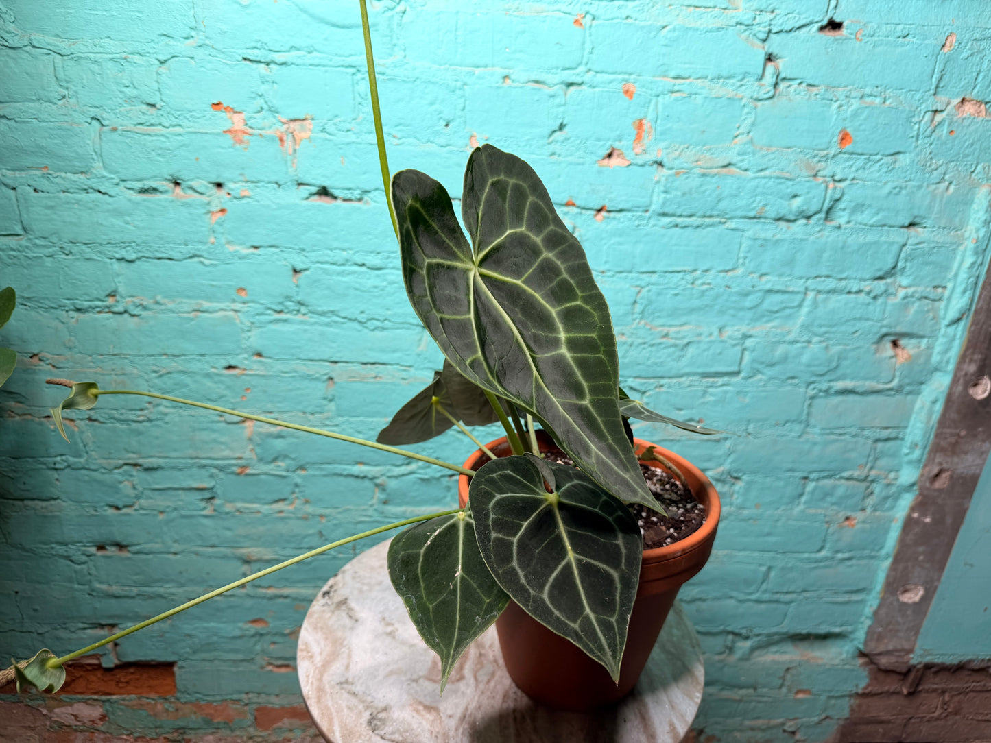 Anthurium Clarinervium 8” (Clay)