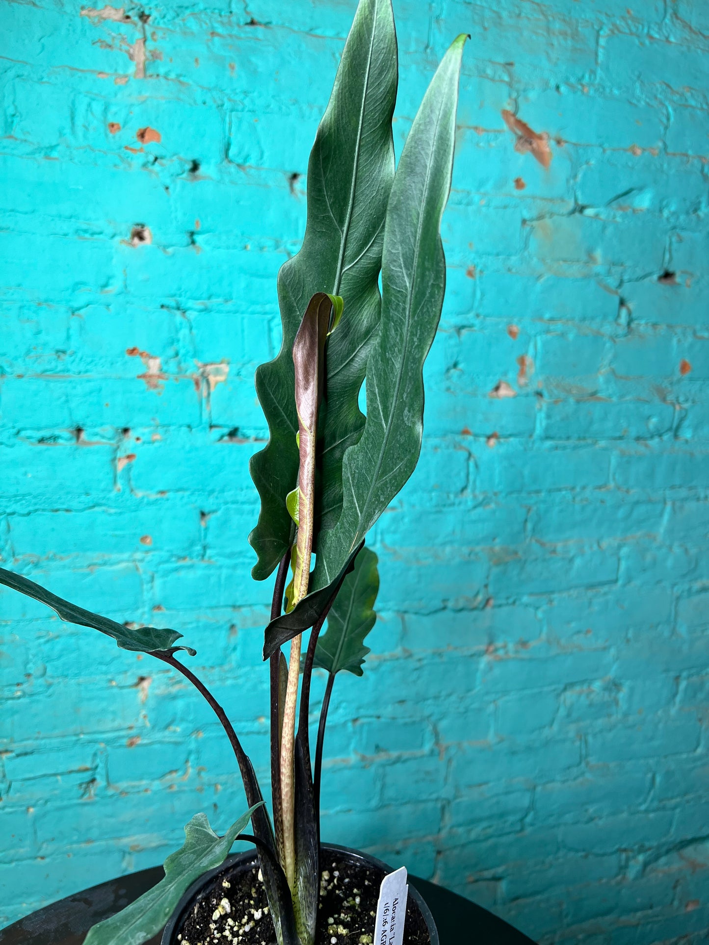 Alocasia Lauterbachiana 6” (Sword Tree)