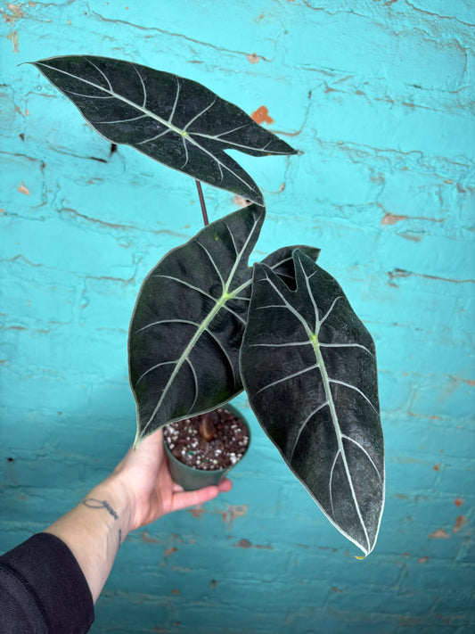 Alocasia Dragons Tooth Longiloba 4”
