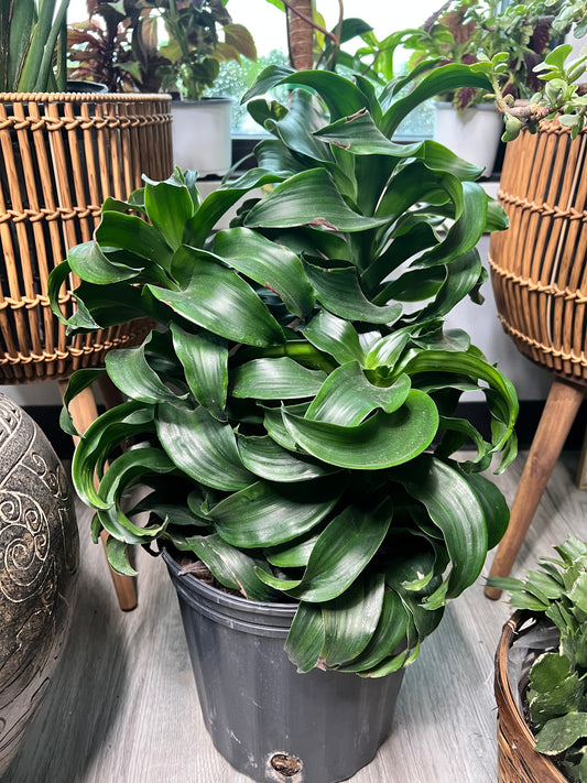 Dracaena Twister 8”