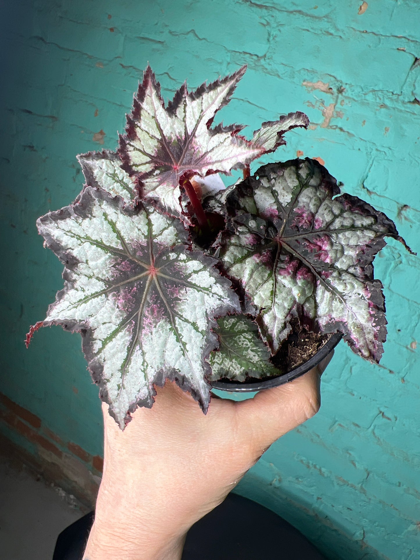 Begonia Rex “Bewitched Night Owl”